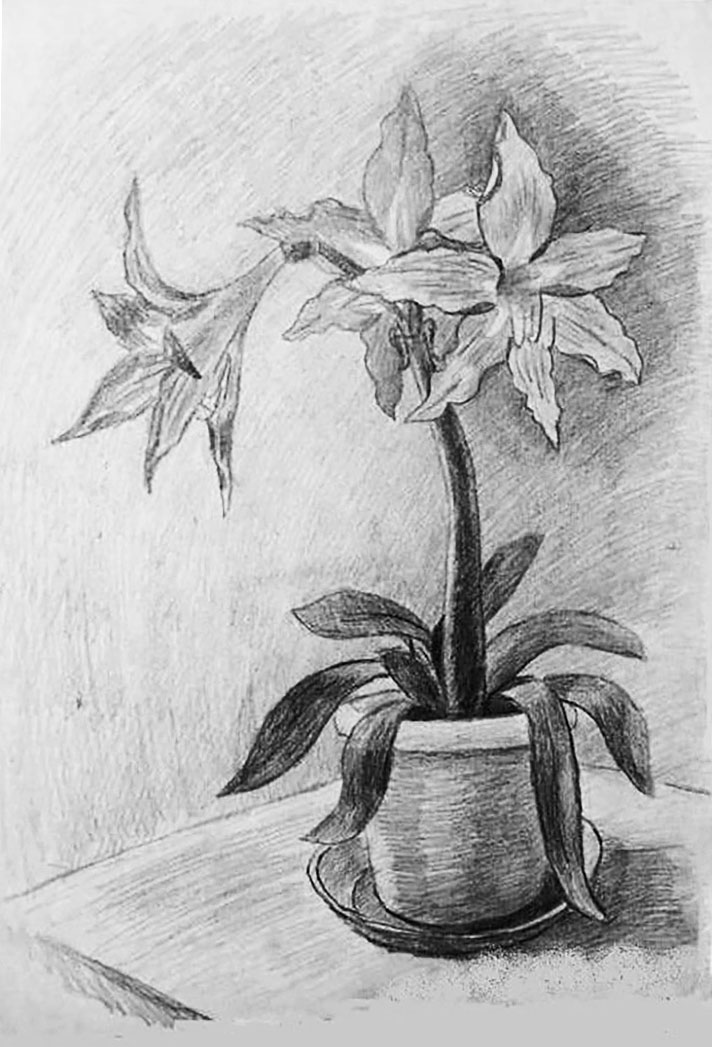 Натура растения. Цветы карандашом. Композиция карандашом. Цветочный натюрморт карандашом. Зарисовки растений карандашом.