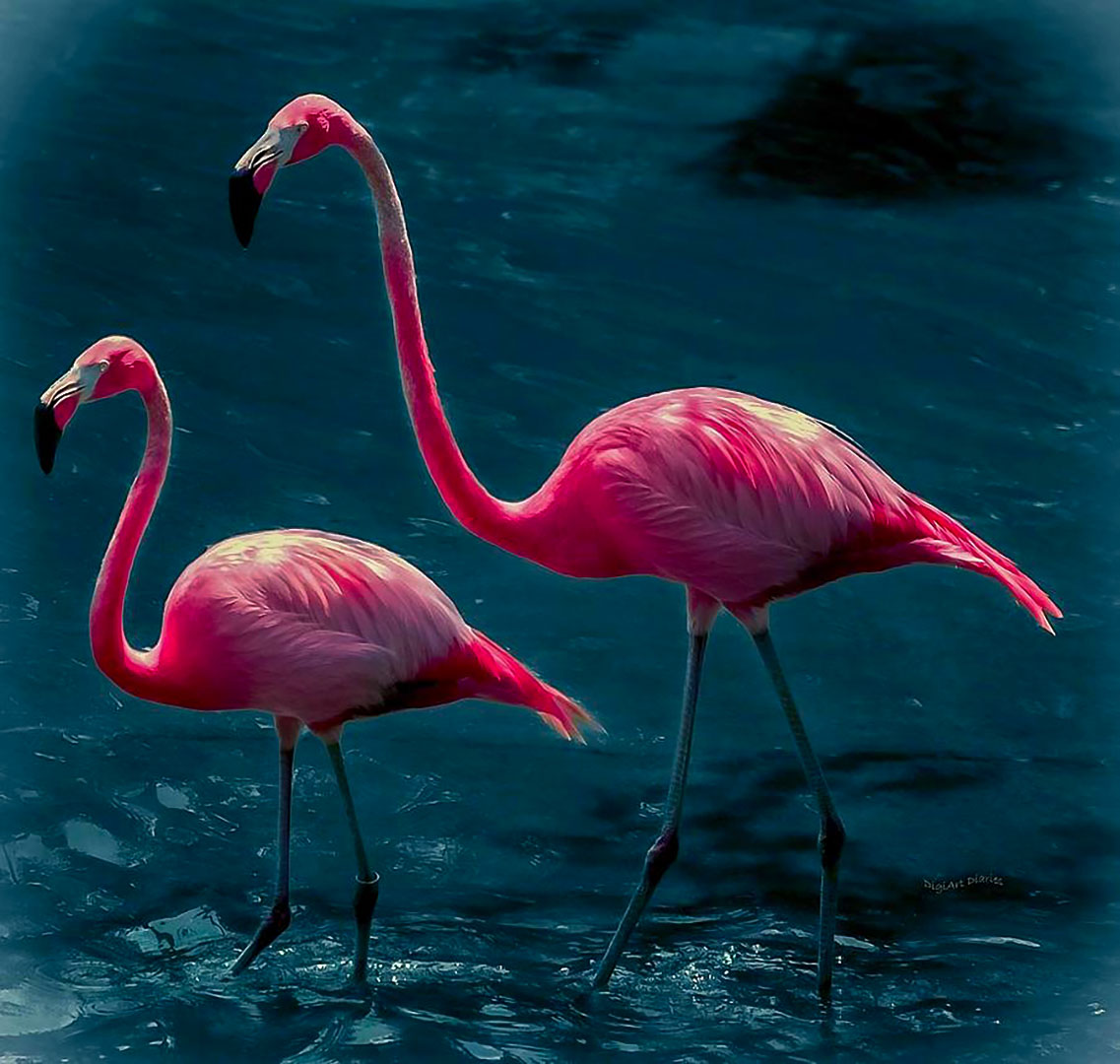 Фламинго. Обыкновенный Фламинго. Фламинго обыкновенный розовый. Падальщик Фламинго. Фламинго моногамны.